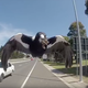 Imagen para el artículo titulado El ataque de una urraca agresiva en Australia termina con la muerte de un ciclista